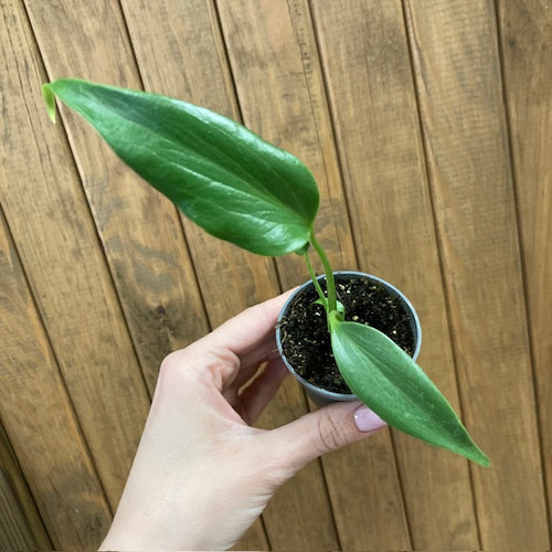 Monstera burle-marx 