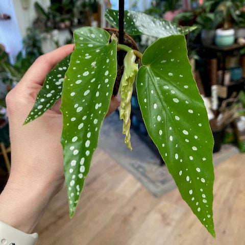 Begonia albopicta mini - Tropical Home 