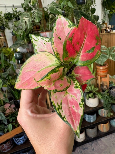 Aglaonema 