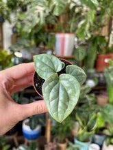 Kép betöltése a galériamegjelenítőbe: Anthurium luxurians &quot;Platinum&quot; - Tropical Home 
