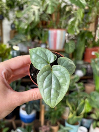 Anthurium luxurians 