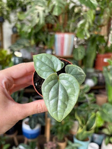 Anthurium luxurians "Platinum" - Tropical Home 