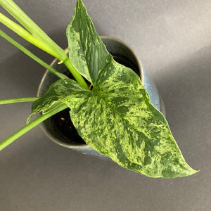 Syngonium podophyllum mottled "Mojito" - Nyíllevél "Mojito"- Arrowhead vine - Tropical Home 