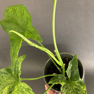 Syngonium podophyllum mottled "Mojito" - Nyíllevél "Mojito"- Arrowhead vine - Tropical Home 
