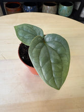 Kép betöltése a galériamegjelenítőbe: Anthurium luxurians &quot;Platinum&quot; - Tropical Home 
