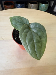 Anthurium luxurians "Platinum" - Tropical Home 