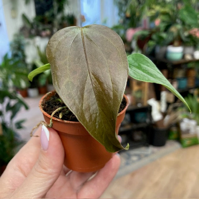 Anthurium 