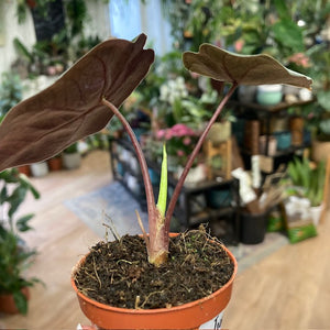 Alocasia suhirmaniana 'Red Petiole'