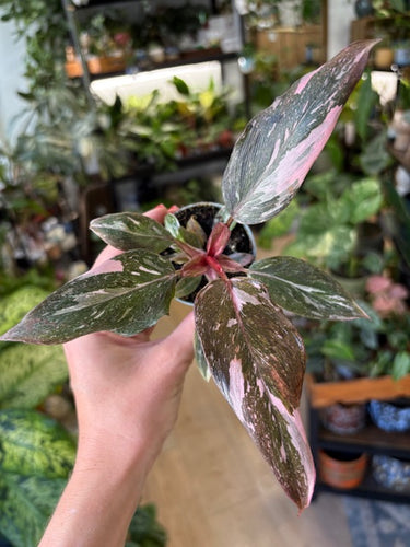 Philodendron 
