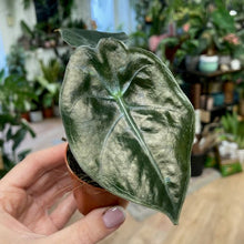 Kép betöltése a galériamegjelenítőbe: Alocasia suhirmaniana &#39;Red Petiole&#39;
