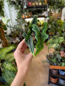 Alocasia "Jacklyn" mini
