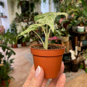 Alocasia macrorrhiza "Splash"