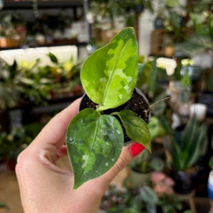 Aglaonema pictum tricolor - Rákvirág - Chinese Evergreen