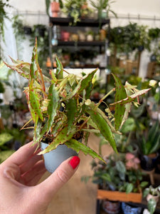 Begonia amphioxus