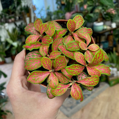 Fittonia 