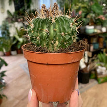 Kép betöltése a galériamegjelenítőbe: Echinofossulocactus multicostatus
