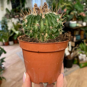 Echinofossulocactus multicostatus