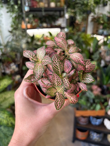 Fittonia 
