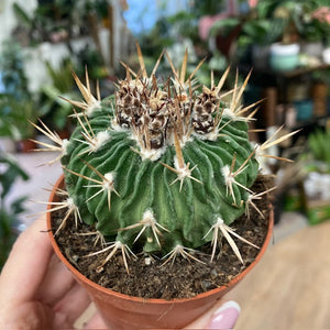 Echinofossulocactus multicostatus