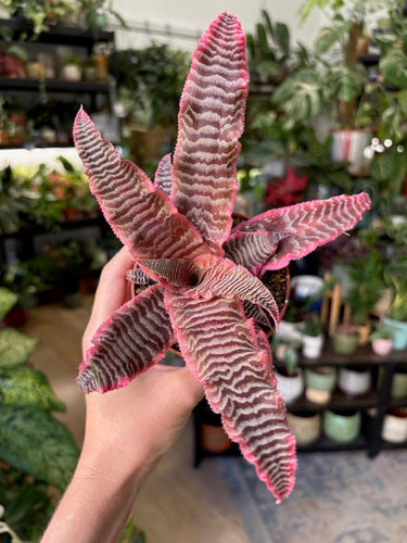 Cryptanthus 