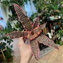 Kép betöltése a galériamegjelenítőbe: Cryptanthus &quot;Elaine&quot; - Levélcsillag - Tropical Home 
