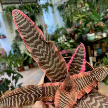 Kép betöltése a galériamegjelenítőbe: Cryptanthus &quot;Elaine&quot; - Levélcsillag - Tropical Home 
