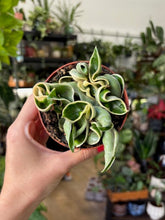 Kép betöltése a galériamegjelenítőbe: Hoya carnosa compacta albomarginata 9cm átmérő - Hindu rope - Tropical Home 
