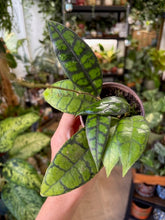 Kép betöltése a galériamegjelenítőbe: Hoya callistophylla &quot;Black cat&quot; 9cm átmérő - Tropical Home 
