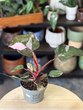 Kép betöltése a galériamegjelenítőbe: Philodendron &quot;Pink princess&quot; 1.
