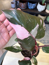 Kép betöltése a galériamegjelenítőbe: Philodendron &quot;Pink princess&quot; 1.
