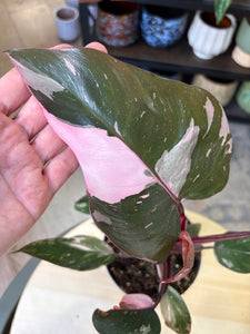 Philodendron "Pink princess" 1.