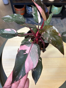 Philodendron "Pink princess" 2.