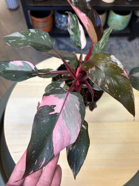Philodendron 