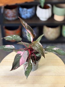 Philodendron "Pink princess" 2.
