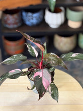 Kép betöltése a galériamegjelenítőbe: Philodendron &quot;Pink princess&quot; 2.

