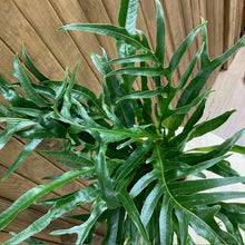 Kép betöltése a galériamegjelenítőbe: Aglaomorpha coronans - Snake leaf fern - Tropical Home 
