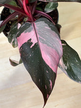 Kép betöltése a galériamegjelenítőbe: Philodendron &quot;Pink princess&quot; 2.
