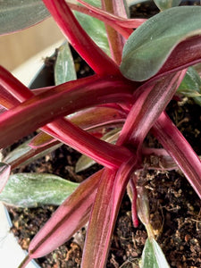 Philodendron "Pink princess" 2.