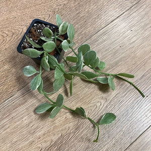 Dischidia oiantha variegata - Dischidia "White diamond"
