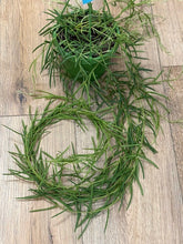 Kép betöltése a galériamegjelenítőbe: Hoya linearis
