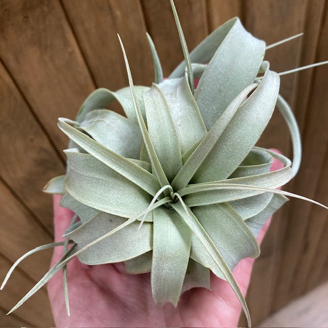 Tillandsia xerographica - Tropical Home 