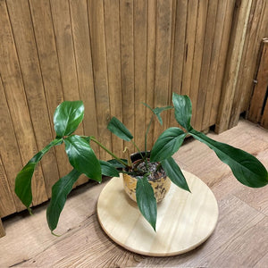 Philodendron 69686 - Tropical Home 