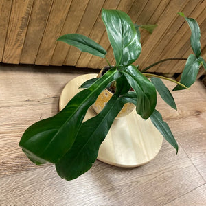 Philodendron 69686 - Tropical Home 