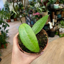 Kép betöltése a galériamegjelenítőbe: Hoya cinnamomifolia - Tropical Home 
