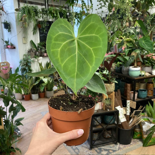 Anthurium pterodactyl - Tropical Home 