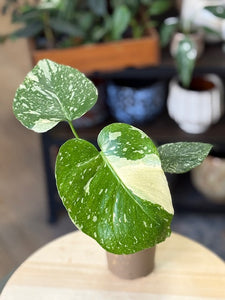 Monstera deliciosa “Thai constellation" - Tropical Home 