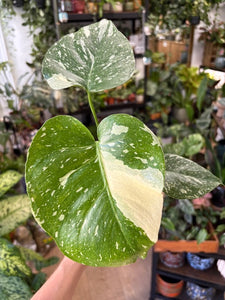 Monstera deliciosa “Thai constellation" - Tropical Home 