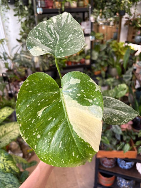 Monstera deliciosa “Thai constellation