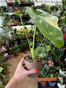 Monstera deliciosa “Thai constellation" - Tropical Home 