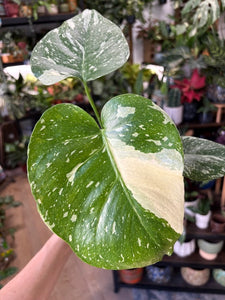 Monstera deliciosa “Thai constellation" - Tropical Home 